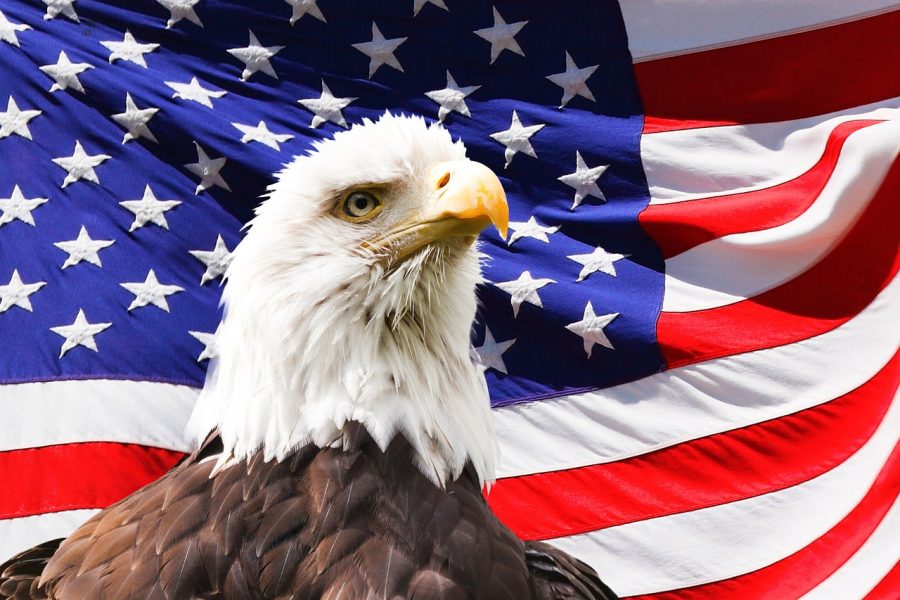 eagle-219679_1280.jpg eagle-219679_1280.jpg
